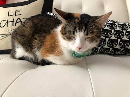 Adopt and care for furry feline friends in your very own cafe! Marina Has The Cutest Catloaf At The Windy Kitty Cat Cafe In Chicago Catloaf