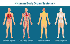 Human anatomy for muscle, reproductive, and skeleton. Premium Vector Cartoon Human Body Anatomy Male And Female Internal Organs Humans Physiology Chart Illustration