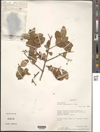 Image result for Olinia rochetiana