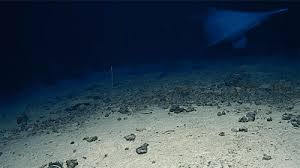 For The First Time, A Goblin Shark Has Been Filmed In Its Natural Habitat – And The Footage Is Spooky As Hell