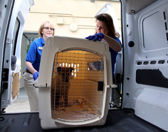 International Pet Shipping product image