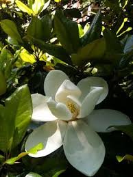 What S More Southern Than The Magnolia Beautiful Flowers Magnolia Trees Beautiful Blooms