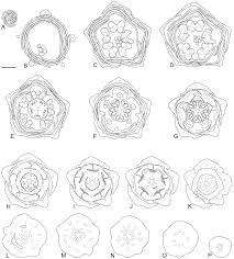 Image result for Aneulophus africanus