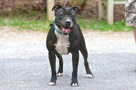 Looking for a new pet to add to your family? Dogs Available For Adoption On Long Island Newsday
