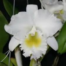 Lc. Ladybug 2.5" Cattleya Orchid Waldor