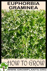 Image result for Euphorbia graminea