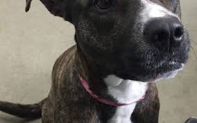 We are in the process of building our adoption agency database to help with adoption. Dogs The Ark Pets