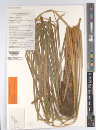 Image result for Coleochloa