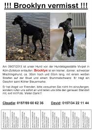Zuletzt haben wir sie … gesehen. Mischlingsrude Brooklyn Vermisst Tiertafel Ausgabestelle Bergheim