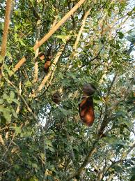 Image result for Schotia capitata