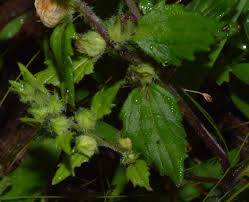 Image result for Alectra sessiliflora