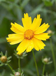 Pin On Landscaping Ideas Plants For Zone 4
