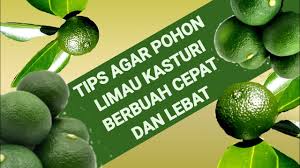 Variasi pelbagai jenis tanaman limau atau keluarga citrus digunakan bagi menjana ekonomi seperti kalangan penduduk yang menjadi mangsa banjir di kampung limau kasturi gua musang, kelantan. Tips Agar Pohon Limau Kasturi Berbuah Cepat Dan Lebat Youtube