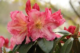 The Rhododendron In My Front Yard Taken 4 12 12 Named Nasalle This Plant Has Sentimental Meaning To Me Bought It As Singing Tr Tree Nursery Flowers Plants