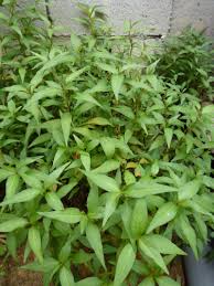 Pokok herba yang berasal dari mediterranean ini sangat popular digunakan dalam masakan barat. 19 Khasiat Daun Kesum Yang Ramai Tak Tahu Menghilangkan Panau Dan Mengatasi Keputihan Impiana