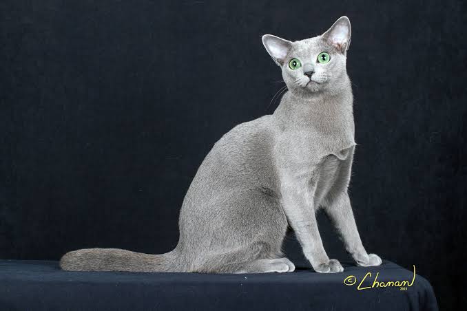 Russian Blue - The Cat Fanciers' Association