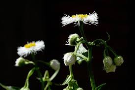 Image result for Erigeron steudelii
