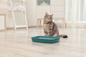 Cat food, toys, a scratching post and grooming supplies. Trends And Products Time For A Bathroom Break Pet Age