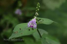 Image result for Asystasia glandulosa