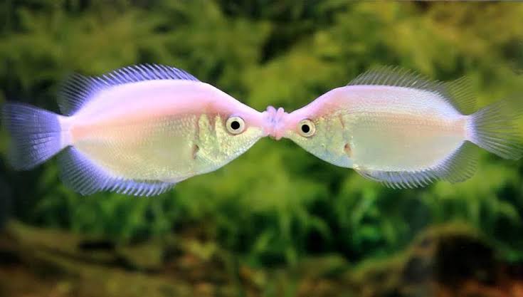 Fish Profile – Why Do Kissing Fish Kiss - hygger