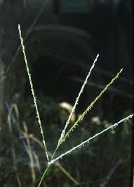 Image result for Digitaria sanguinalis