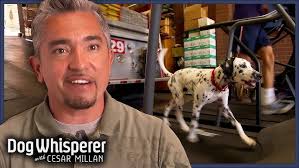 The Dog Lady's Brief But Spectacular take