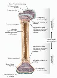 Image result for Growth Plate