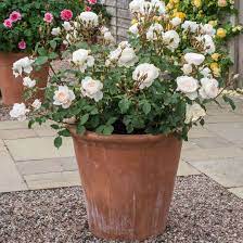 Maybe you would like to learn more about one of these? Pin On Composizioni Floreali N 2