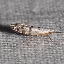 Image result for argyresthia thuiella thuja symptoms