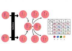 Foreign dna (the transgene ) is defined here as dna from another the terms transgenic organism and genetically modified organism (gmo) are generally synonymous. Transgenic Organisms Definition And Examples Biology Online Dictionary