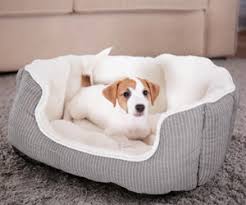 Maybe you would like to learn more about one of these? Dog Beds Comfort Style Poundstretcher