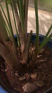 I have repotted the palm about a month ago and used some liquid plant food. Ask A Question Forum Majesty Palm Divide It Not Garden Org