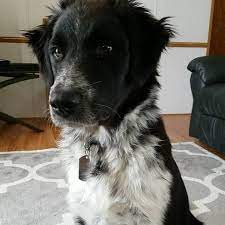 What Are The Character Traits Of A Great Pyrenees Border Collie Mix Quora