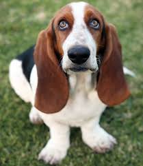 Basset Hound