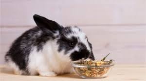 Per quanto riguarda l'alimentazione del coniglio nano testa di leone, bisogna ricordare che si tratta di un animale erbivoro, quindi la sua alimentazione dovrà essere composta principalmente da erba fresca, verdura e fieno, che deve essere di ottima qualità e sempre a disposizione del coniglio, insieme a dell'acqua sempre fresca. Come Nutrire Il Tuo Coniglio Con Una Corretta Alimentazione Pg Magazine