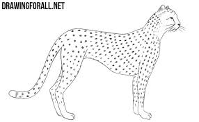 Learn how to draw cheetah for kids easy and step by step. How To Draw A Cheetah Running Step By Step Part 3 Easy Cute766