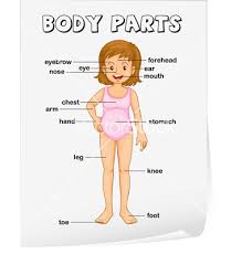 You can combine these words with some adjectives you handle, e.g. Human Body Diagram Spanish Human Anatomy