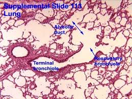 Histopathology of ild image gallery insights in ipf. Histology Of Respiratory System Respiratory System Conducting Part Responsible For Passage Of Air And Conditioning Of The Inspired Air Examples Nasal Ppt Download