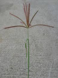 Image result for Chloris pilosa