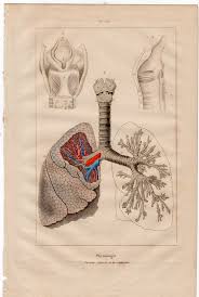 1835 Lungs Respiration Original Antique Human Medical Anatomy Engraving Print Respiratory System Antique Prints Medical Anatomy