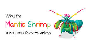 why the mantis shrimp is my new favorite animal the oatmeal