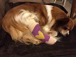 If My Dog Breaks His Leg Will He Be In A Cast Goddard Veterinary Group