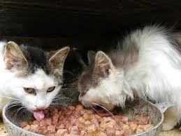Dengan ukuran tubuh yang raksasa atau lebih besar daripada kucing lainnya, tentu saja membuatnya cukup unik. 10 Makanan Dan Minuman Kucing Kampung Agar Sehat Dan Bulu Lebat
