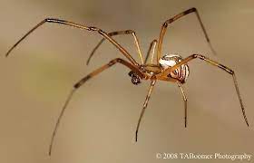 Black widows, named for their deadly courtship practices, are venomous spiders that are found all over the world. What Do Baby Black Widow Spiders Look Like Quora