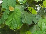Image result for Pterospermum acerifolium