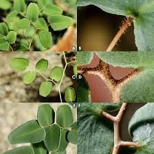 Image result for Pellaea longipilosa