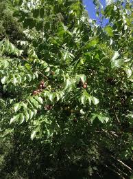 Image result for Clausena anisata