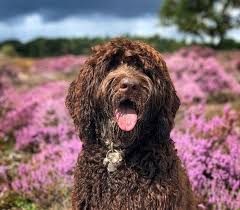 Voor meer toer de loes & drents nieuws, abonneer nu: Mag Je Een Hond Aankijken Deze En Meer Vragen Beantwoord Binnenland Ad Nl