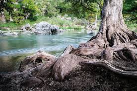 Texensis bigtooth maple acer grandidentatum a hill country native with spectacular fall color when growing conditions and weather permit. Rolling Roots Of A Bald Cypress Texas By Ellie Teramoto Bald Cypress Cypress Texas Landscape Trees