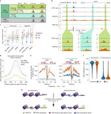 Cerveja foi criada por acaso; The Impact Of Proinflammatory Cytokines On The B Cell Regulatory Landscape Provides Insights Into The Genetics Of Type 1 Diabetes Nature Genetics